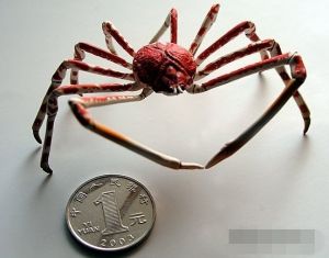 日本蜘蛛蟹 日本蜘蛛蟹