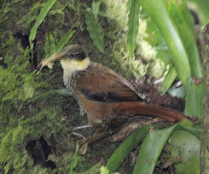 太平洋簇頰灶鶇 太平洋簇頰灶鶇