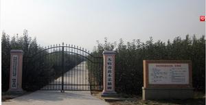 &&無病毒采穗園