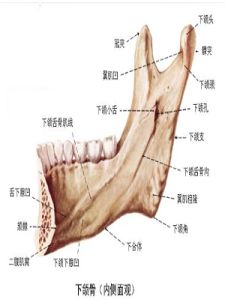 下頜 下頜