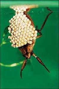 半翅目負子蝽科 半翅目負子蝽科