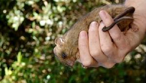 大侏儒雲鼠 大侏儒雲鼠