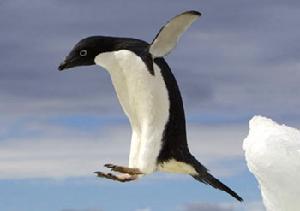 南極企鵝
