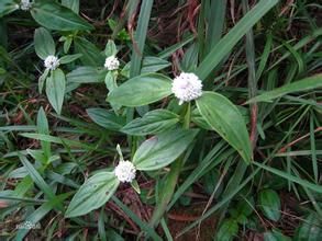 清遠耳草 清遠耳草