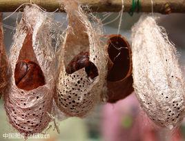 形態各異的繭和蛹 形態各異的繭和蛹