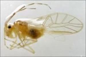 差齒外齧 差齒外齧