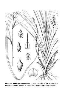 中海薹草 中海薹草