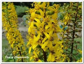 川鄂橐吾 川鄂橐吾