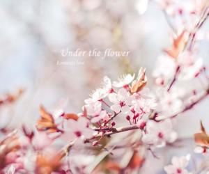 十里桃花開 十里桃花開