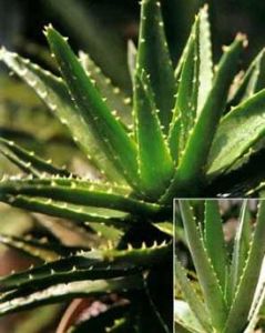 非洲蘆薈 非洲蘆薈