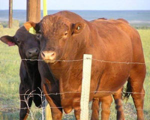 皮弗婁牛 皮弗婁牛
