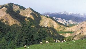 水源涵養林 水源涵養林