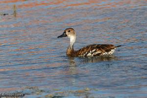 黑嘴樹鴨 黑嘴樹鴨