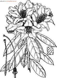 淑花杜鵑 淑花杜鵑