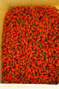 紅寶枸杞 紅寶枸杞