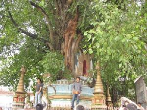 芒市樹包塔 芒市樹包塔