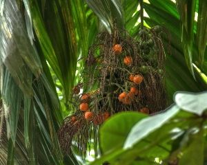 Areca catechu