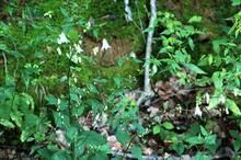 秦嶺沙參 秦嶺沙參