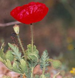 金紅罌粟 金紅罌粟