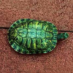 巴西翠龜