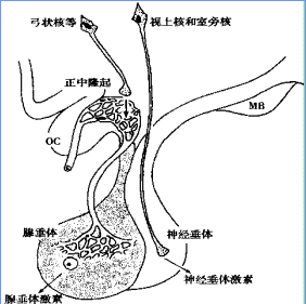希恩綜合徵 
