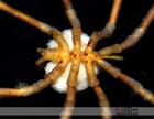 海蜘蛛圖片