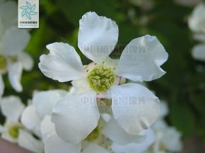 齒葉白鵑梅 齒葉白鵑梅