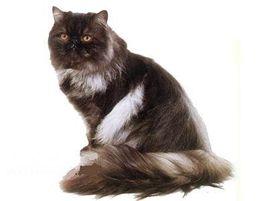 暗灰黑色貓 暗灰黑色貓