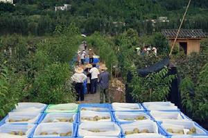 寶珠村[四川省廣元市蒼溪縣下轄鎮]