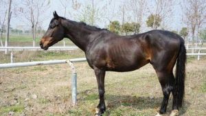 格林四季馬術俱樂部