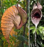 巨花馬兜鈴 巨花馬兜鈴