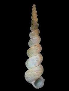 比威丹澤爾海螄螺