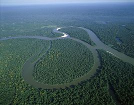 熱帶雨林[熱帶氣候區的獨特生態系統]