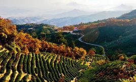 三里黃龍寺茶葉生態旅遊公園 三里黃龍寺茶葉生態旅遊公園