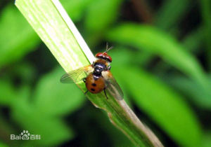 常怯寄蠅 常怯寄蠅