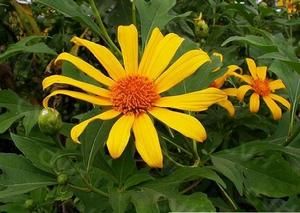 腫柄菊葉 腫柄菊葉