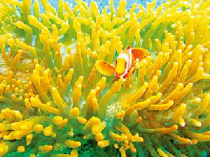 （圖）鍍金胡姬花