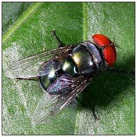 大頭金蠅 大頭金蠅