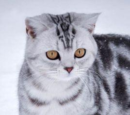 美國銀色短毛貓