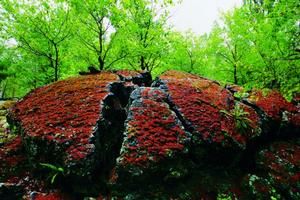 黑龍江五大連池國家地質公園 