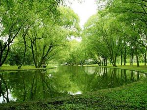 共青國家森林公園