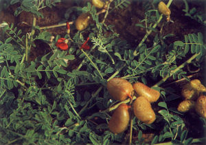 苦馬豆屬 苦馬豆屬