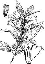 鈴子香亞族 鈴子香亞族