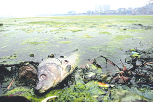 長江污染