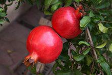 突尼西亞2號軟籽石榴