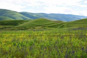 木枝山村 木枝山村