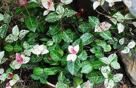 五彩絡石 五彩絡石