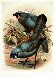 垂耳鴉屬 垂耳鴉屬