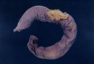 中國粘盲鰻 中國粘盲鰻