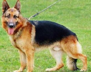 德國黑背 德國黑背